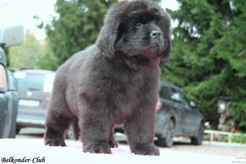 Фото: ньюфаундленд Belkonder-Club Bella Renaissance (Белкондер-Клаб Белла Ренессанс)