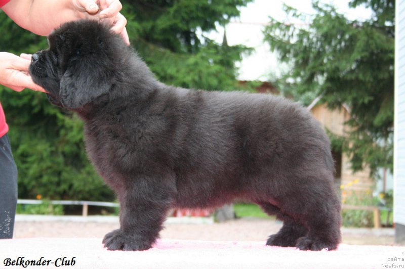 Фото: ньюфаундленд Belkonder-Club Bella Renaissance (Белкондер-Клаб Белла Ренессанс)