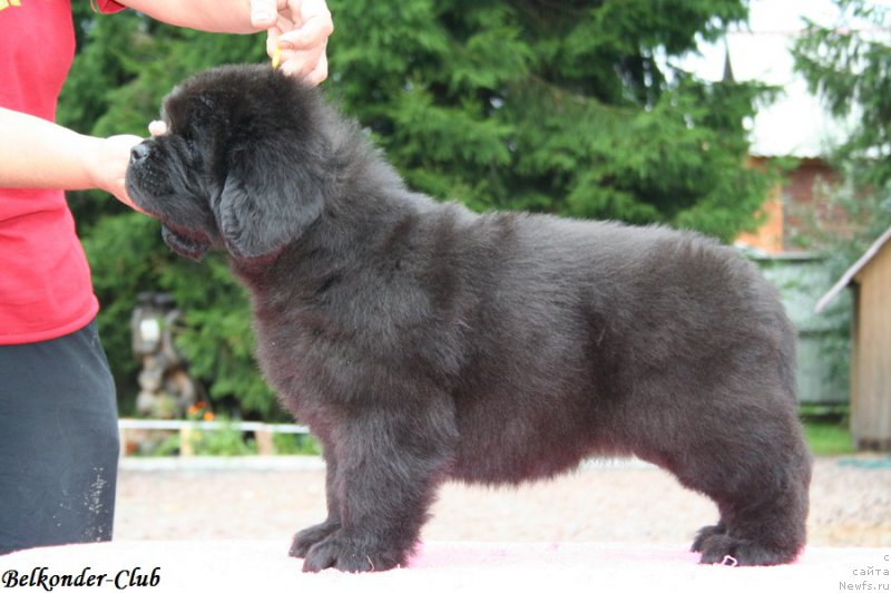 Фото: ньюфаундленд Belkonder-Club Bella Renaissance (Белкондер-Клаб Белла Ренессанс)