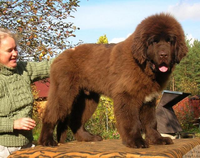 Фото: ньюфаундленд Do Sing With Deejay de L'Etoile de Cyrice, Lyubov' Jakova (Любовь Жакова)