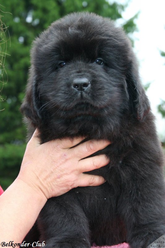 Фотография № 192551