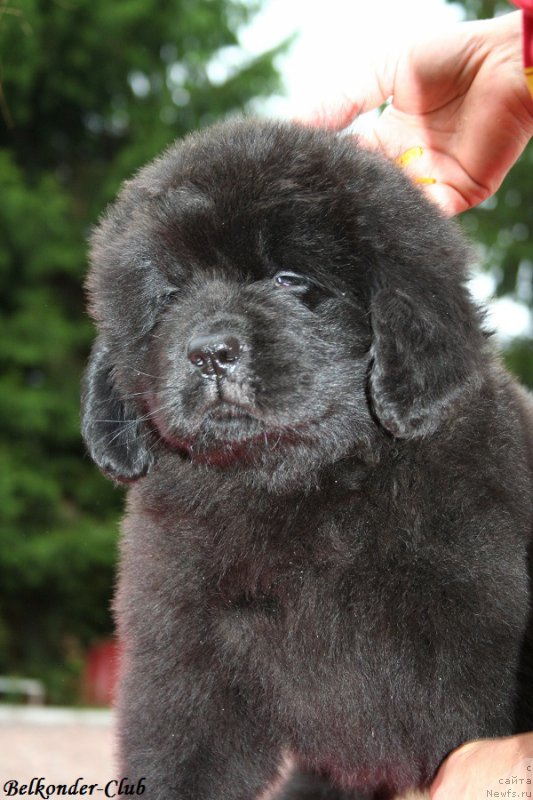 Фотография № 192552