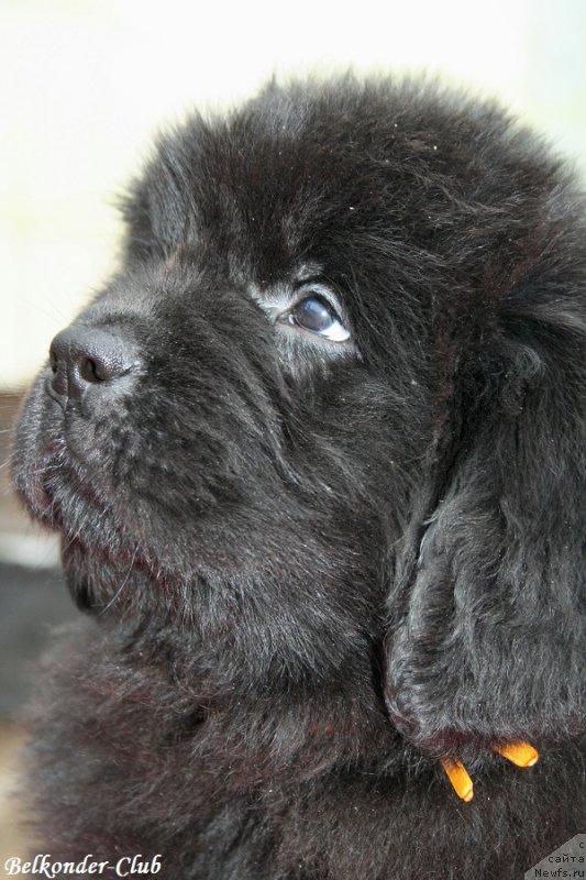 Фотография № 192555