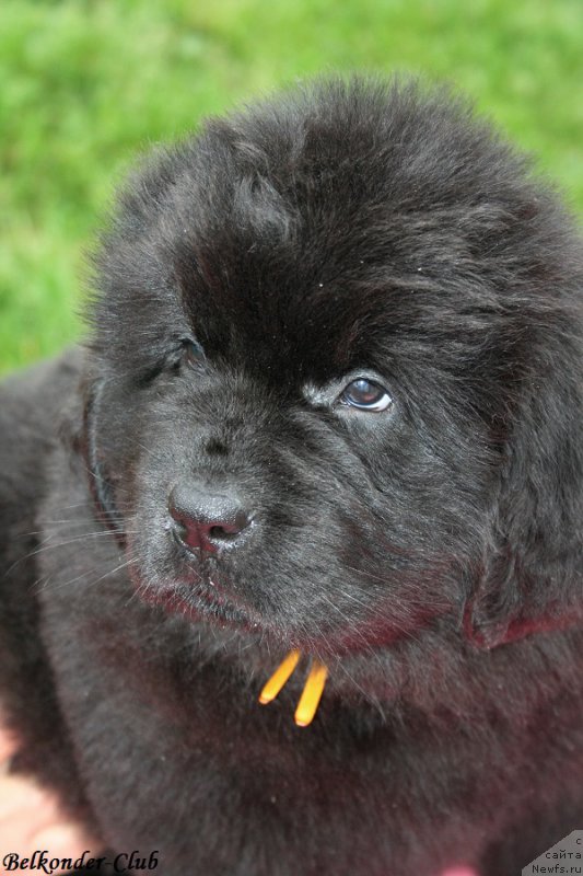 Фотография № 192556