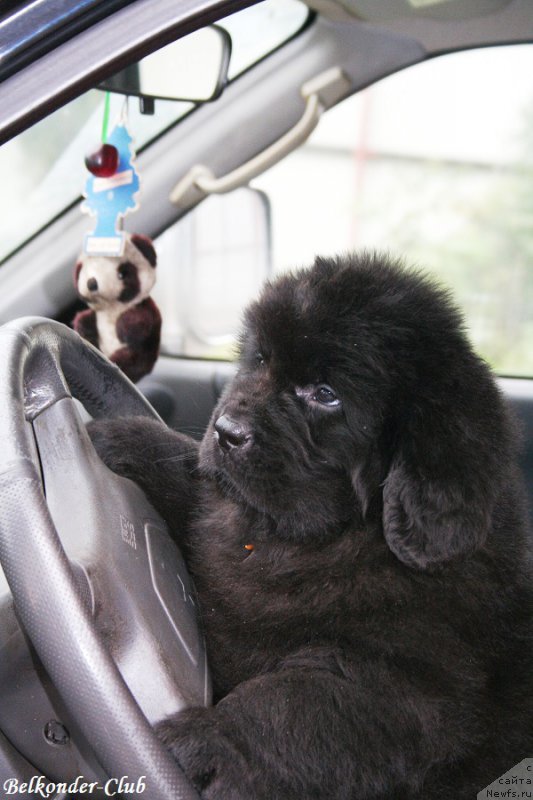 Фото: ньюфаундленд Belkonder-Club Bella Renaissance (Белкондер-Клаб Белла Ренессанс)