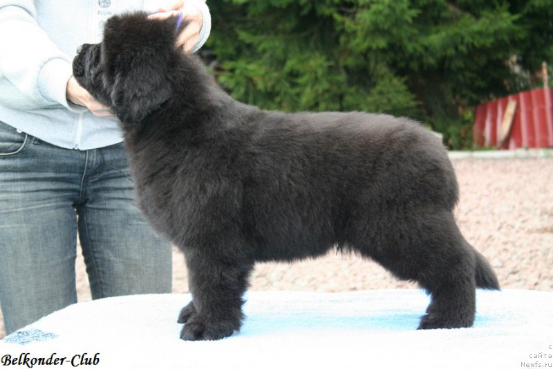 Фото: ньюфаундленд Belkonder-Club Brilliant Corsair (Белкондер-Клаб Бриллиант Корсар)