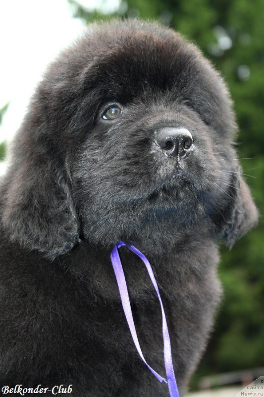 Фотография № 192563