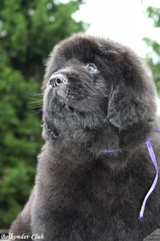 Фото: ньюфаундленд Belkonder-Club Brilliant Corsair (Белкондер-Клаб Бриллиант Корсар)