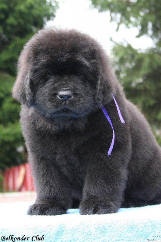 Фотография № 192565