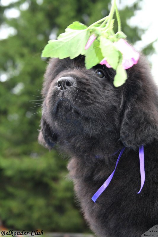 Фотография № 192566