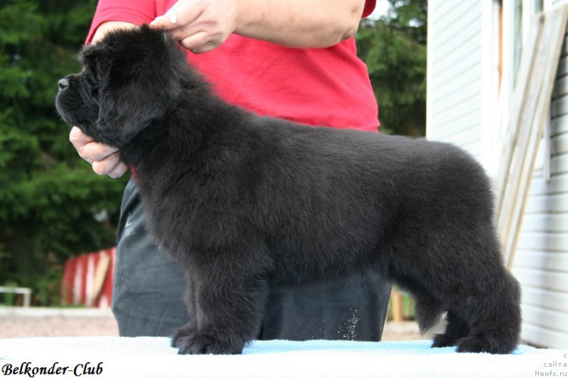 Фото: ньюфаундленд Belkonder-Club Burgundy Ice (Белкондер-Клаб Бургунди Айс)