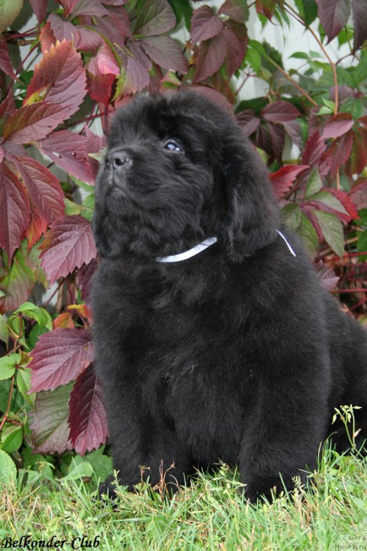 Фото: ньюфаундленд Belkonder-Club Burgundy Ice (Белкондер-Клаб Бургунди Айс)