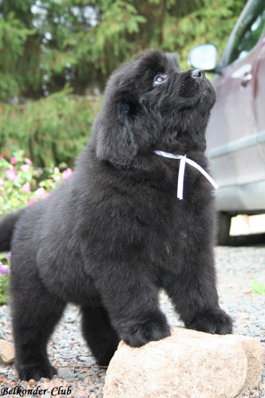 Фото: ньюфаундленд Belkonder-Club Burgundy Ice (Белкондер-Клаб Бургунди Айс)