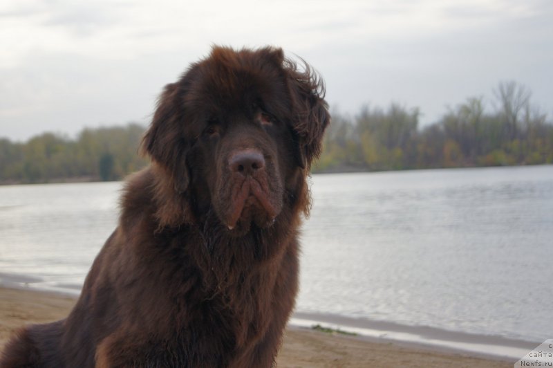 Фото: ньюфаундленд CHernyiy SHarm Denzel Vashington (Черный Шарм Дензел Вашингтон)