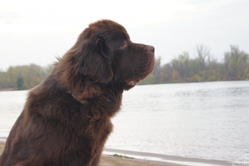 Фото: ньюфаундленд CHernyiy SHarm Denzel Vashington (Черный Шарм Дензел Вашингтон)