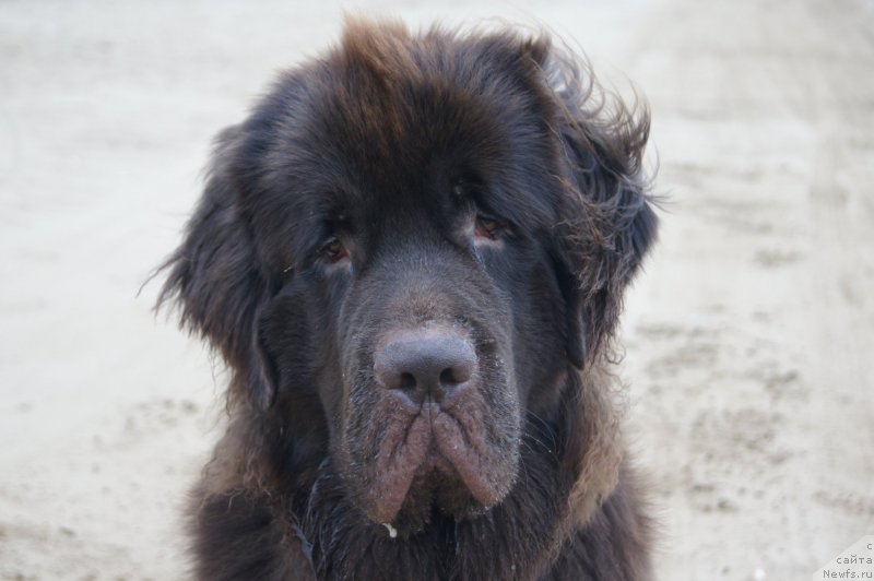 Фото: ньюфаундленд CHernyiy SHarm Denzel Vashington (Черный Шарм Дензел Вашингтон)