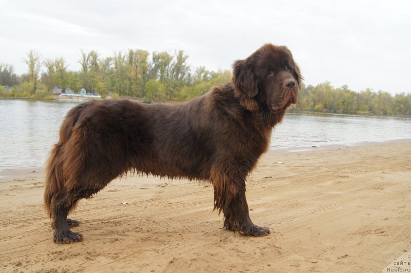 Фото: ньюфаундленд CHernyiy SHarm Denzel Vashington (Черный Шарм Дензел Вашингтон)