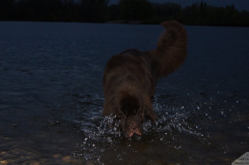 Фото: ньюфаундленд CHernyiy SHarm Denzel Vashington (Черный Шарм Дензел Вашингтон)