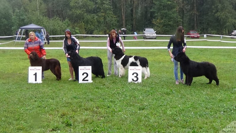 Фото: ньюфаундленд Sent Djons Optimus Prime (Сент Джонс Оптимус Прайм)