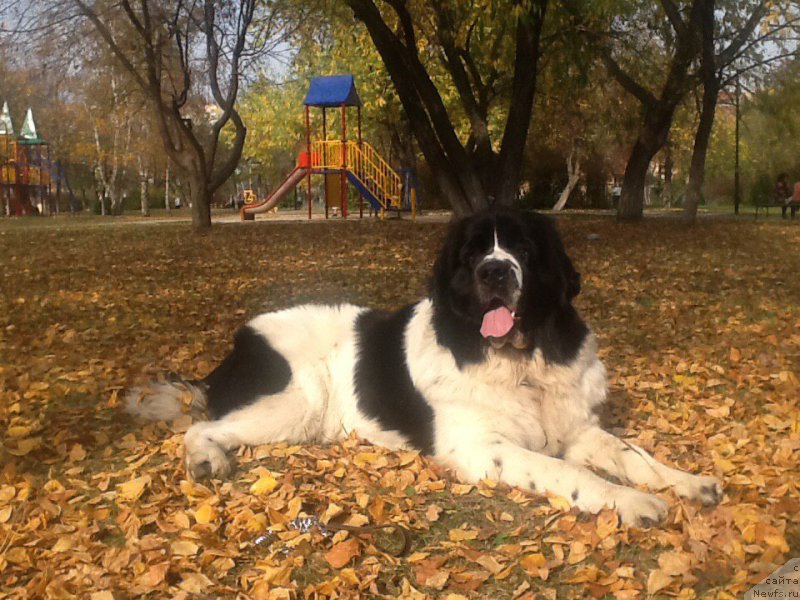 Фото: ньюфаундленд Mag Ispolin Obi-Van Kenobi (Маг Исполин Оби-Ван Кеноби)