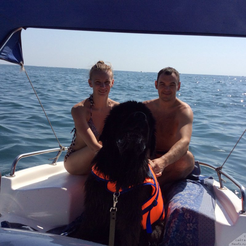 Фото: ньюфаундленд Basnja s Berega Dona (Басня с Берега Дона)