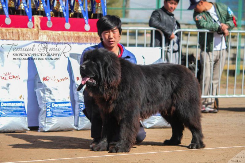 Фото: ньюфаундленд Djek Pot ot Sibirskogo Medvedya (Джек Пот от Сибирского Медведя)