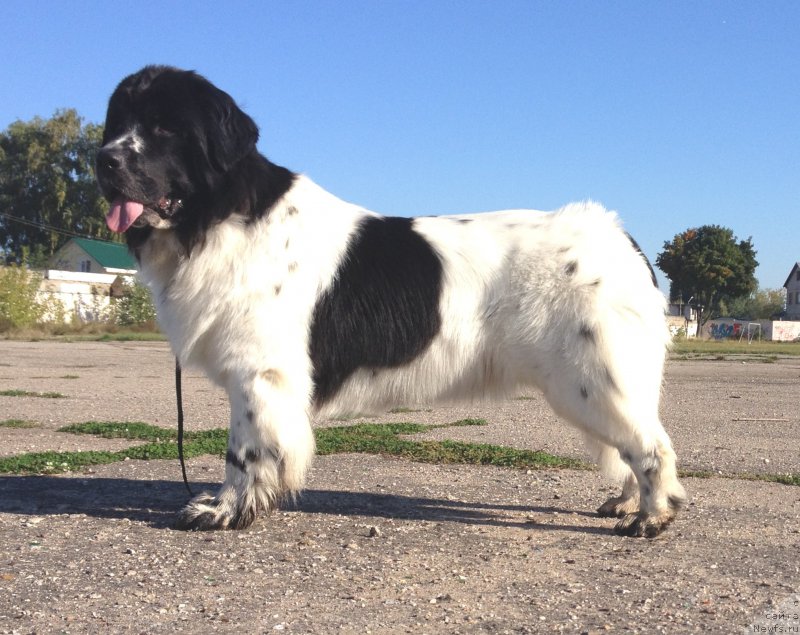 Фото: ньюфаундленд Sent Djons Isida (Сент Джонс Исида)