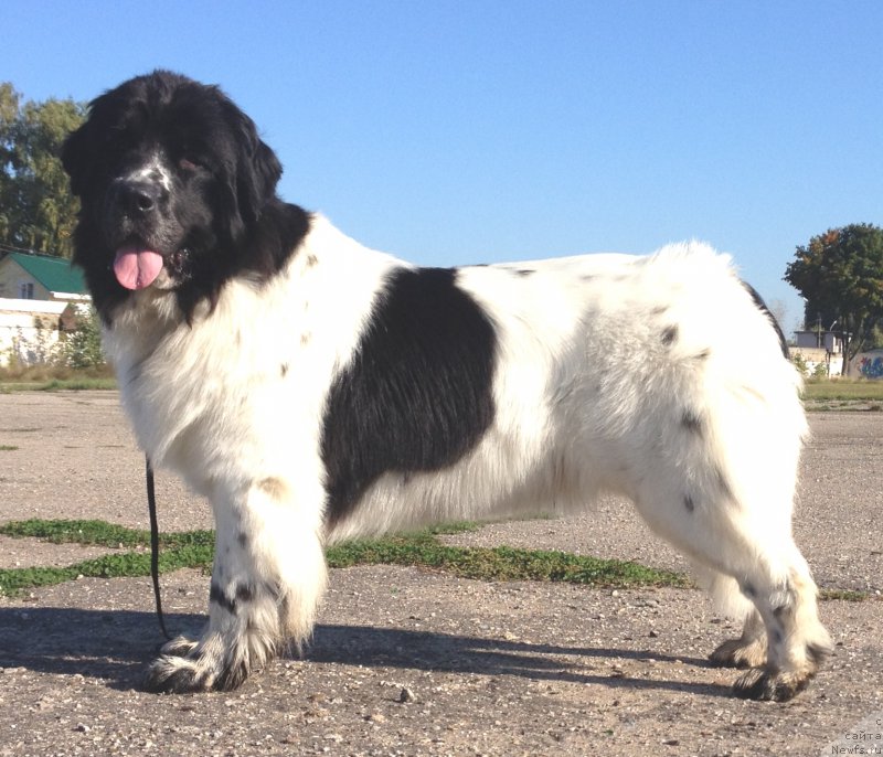 Фото: ньюфаундленд Sent Djons Isida (Сент Джонс Исида)