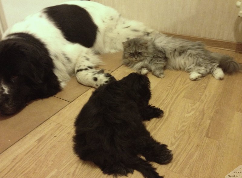 Фото: ньюфаундленд Sent Djons Isida (Сент Джонс Исида)