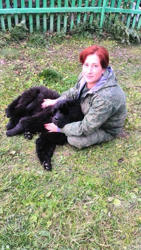 Фото: ньюфаундленд Belkonder-Klab YA Burbon (Белкондер-Клаб Я Бурбон)