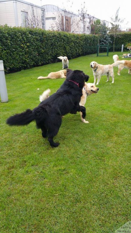 Фото: ньюфаундленд Brownblood MSK Harita Havva (Браунблад МСК Харита Хавва)