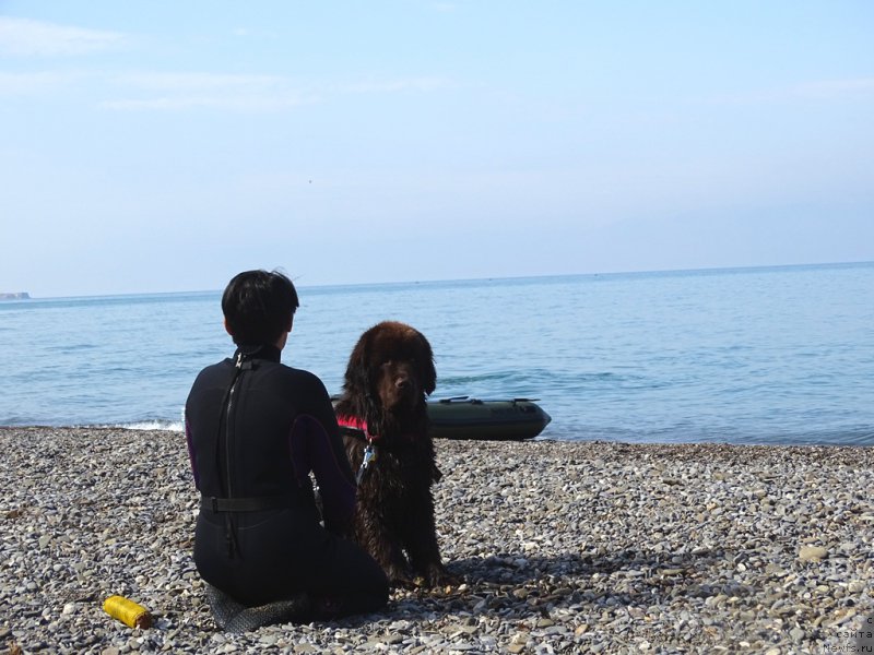 Фото: ньюфаундленд N'yufort Vivian (Ньюфорт Вивиан), Galiya Gizatullina (Галия Гизатуллина)