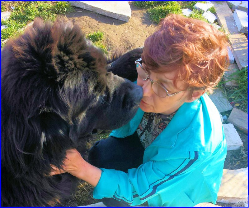 Фото: ньюфаундленд N'yufort Bestseller (Ньюфорт Бестселлер), Aliya Isaeva (Алия Исаева)