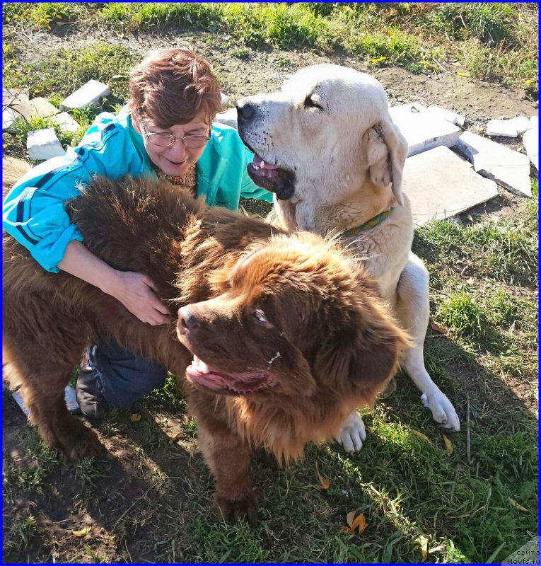 Фото: ньюфаундленд Brownblood MSK Hakim Gold Haydar (Браунблад МСК Хаким Голд Хайдар), Lena Zyirina (Лена Зырина), Aliya Isaeva (Алия Исаева)