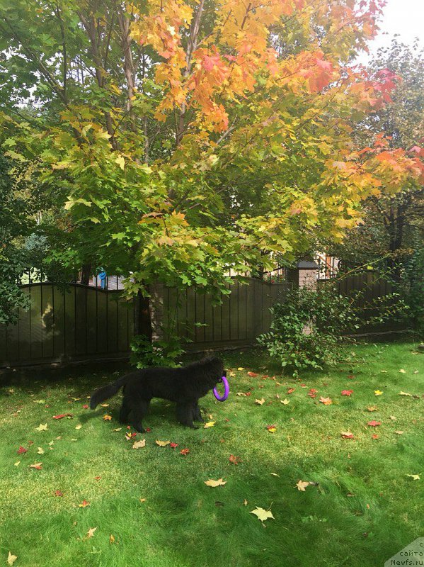 Фото: ньюфаундленд Smigar YUliks Solnechnyiy (Смигар Юликс Солнечный)