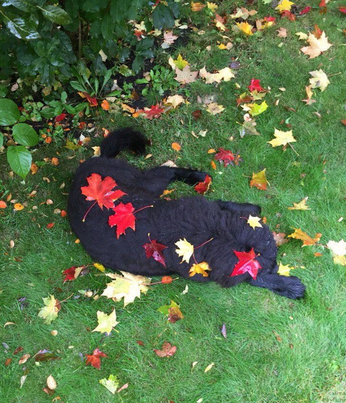 Фото: ньюфаундленд Smigar YUliks Solnechnyiy (Смигар Юликс Солнечный)