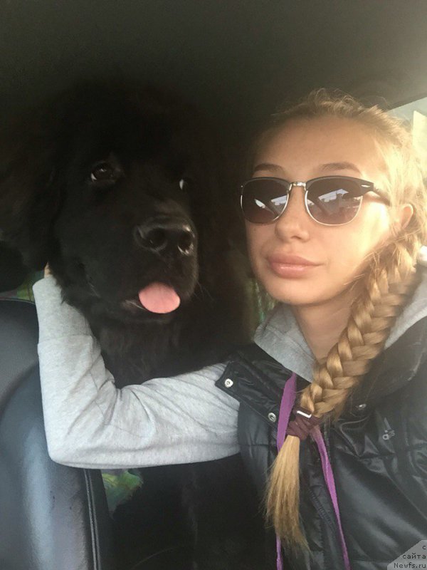Фото: ньюфаундленд Smigar YUliks Solnechnyiy (Смигар Юликс Солнечный), YAna Guseva (Яна Гусева)