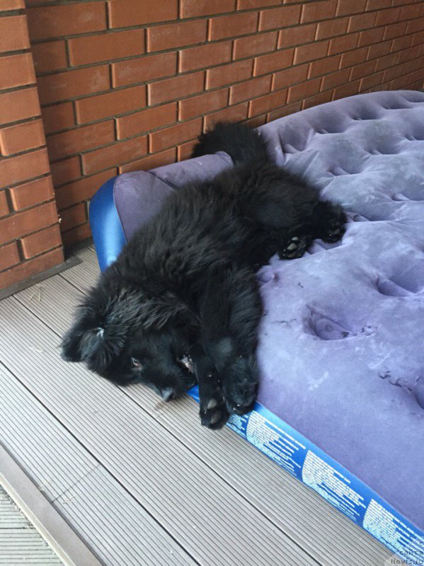 Фото: ньюфаундленд Smigar YUliks Solnechnyiy (Смигар Юликс Солнечный)