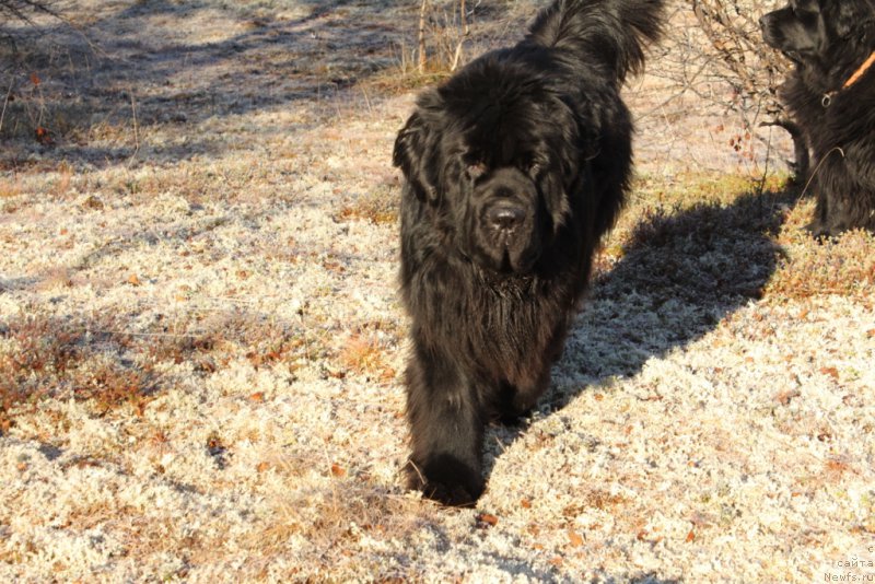 Фото: ньюфаундленд King of Helluland You Shock Me