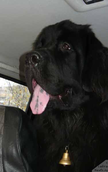 Фото: ньюфаундленд Sent Djons Orfey (Сент Джонс Орфей)