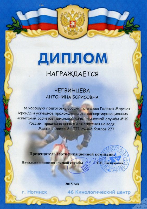 Фото: ньюфаундленд Toptyzhka Galatea Morskaya Nereida (Топтыжка Галатея Морская Нереида)