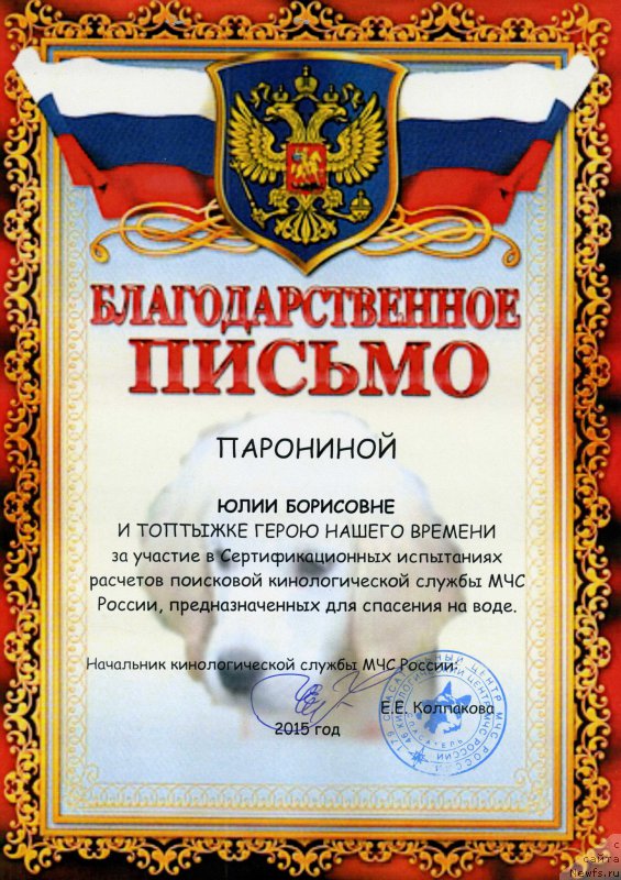 Фото: ньюфаундленд Toptyzhka Geroy Nashego Vremeni (Топтыжка Герой Нашего Времени)