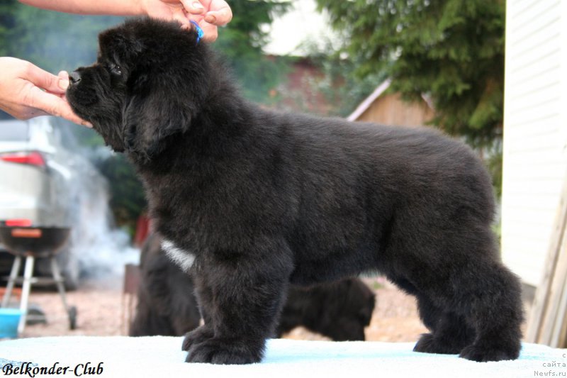 Фотография № 192755