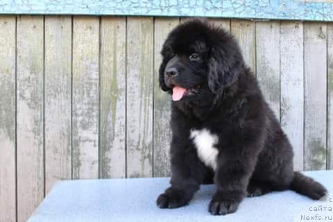 Фото: ньюфаундленд Plushevaya Panda Ferrero Rond Noir (Плюшевая Панда Ферреро Ронд Нуар)