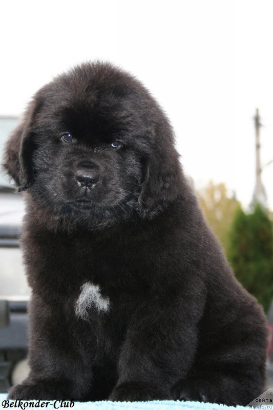 Фото: ньюфаундленд Belkonder-Club Black Baileys (Белкондер-Клаб Блэк Бейлиз)