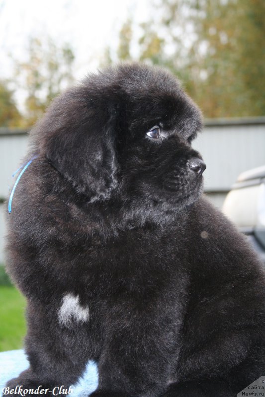 Фото: ньюфаундленд Belkonder-Club Black Baileys (Белкондер-Клаб Блэк Бейлиз)