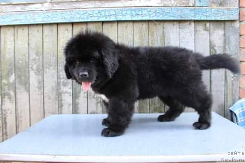 Фото: ньюфаундленд Plushevaya Panda Ferrero Rond Noir (Плюшевая Панда Ферреро Ронд Нуар)