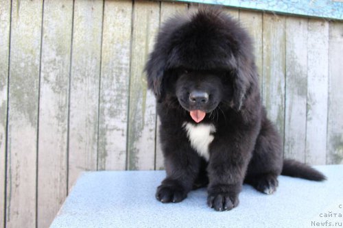 Фото: ньюфаундленд Plushevaya Panda Ferrero Rond Noir (Плюшевая Панда Ферреро Ронд Нуар)