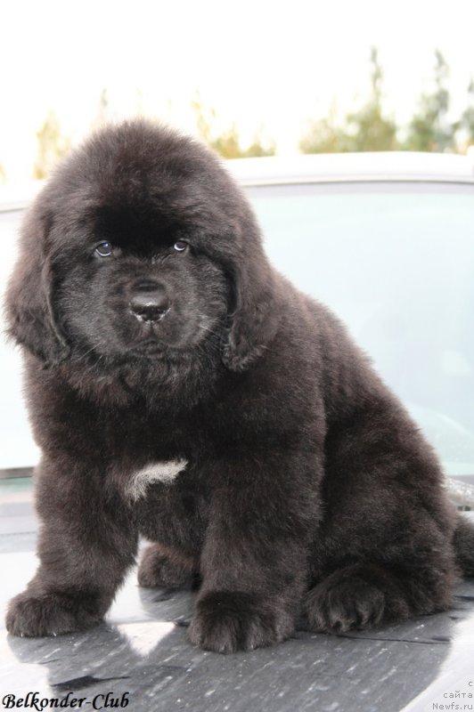 Фотография № 192764