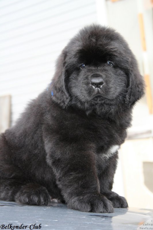 Фотография № 192765